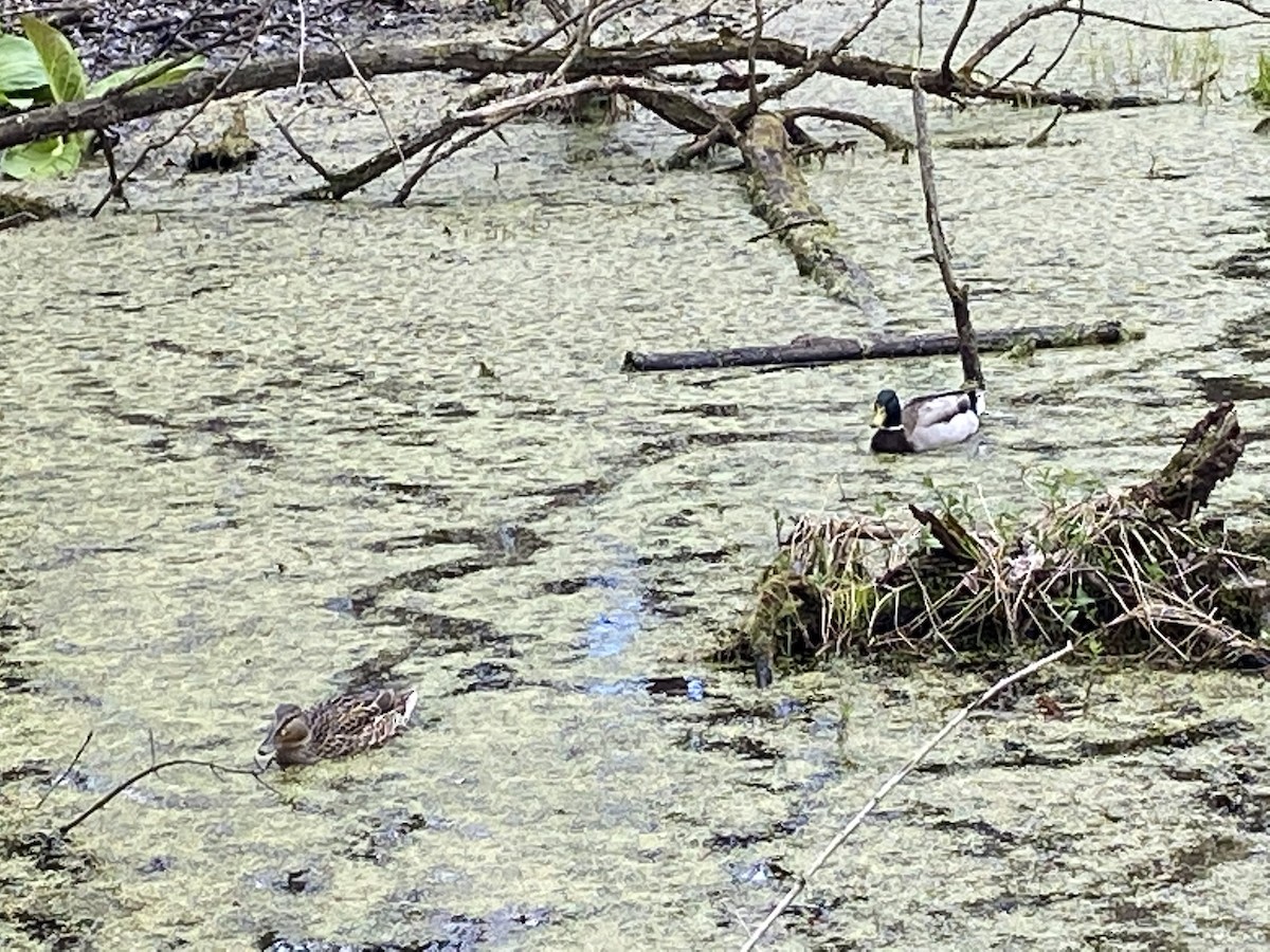 Canard colvert - ML328744651