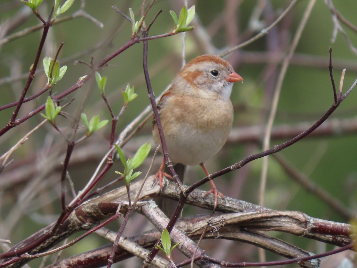 Field Sparrow - ML328744701