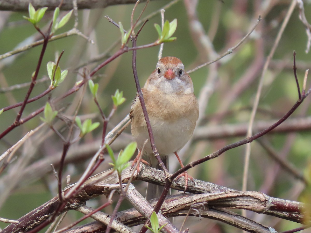 Field Sparrow - ML328744721