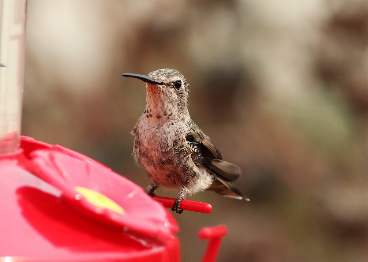 Anna's Hummingbird - Paul Fenwick