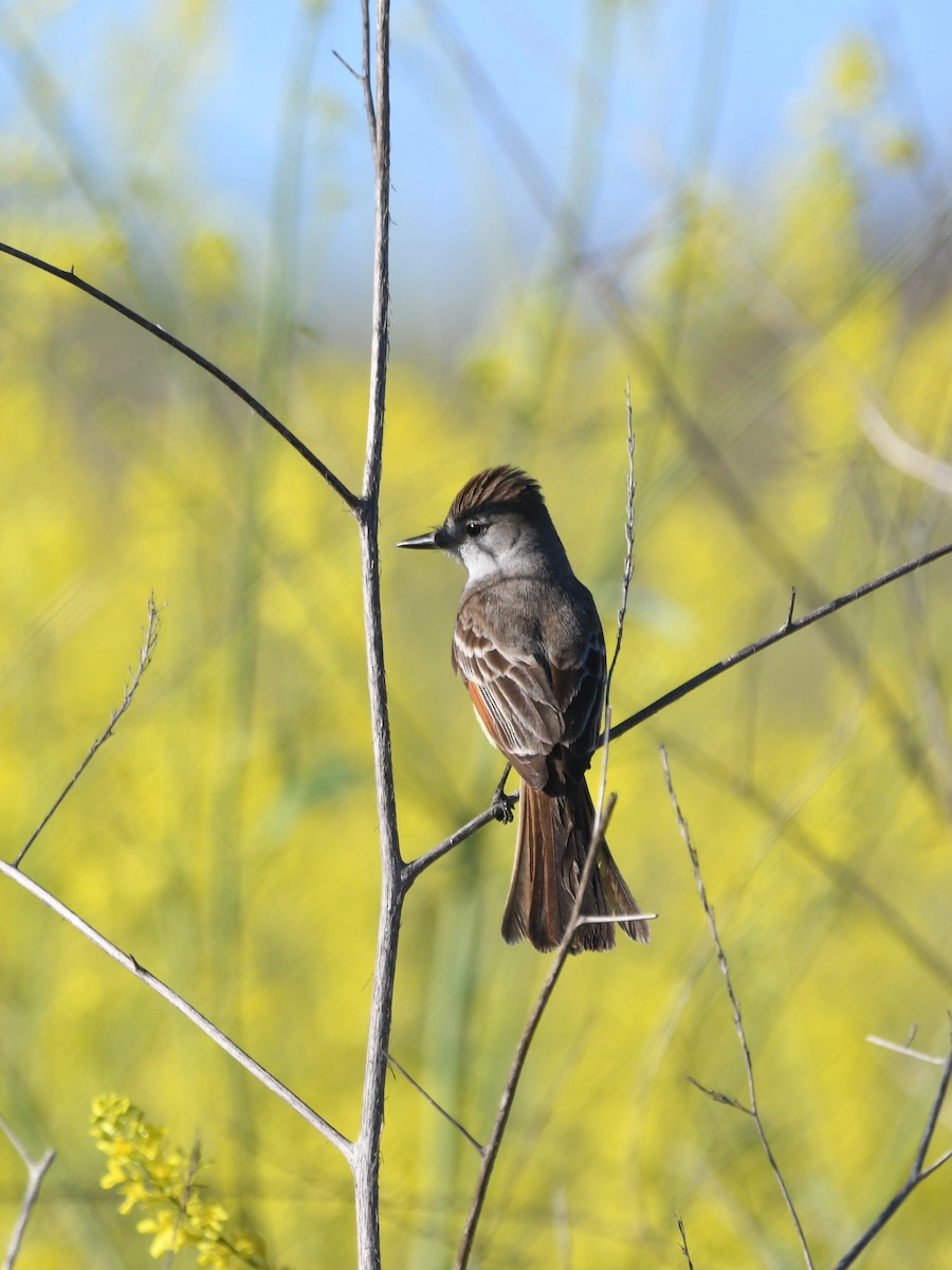 Ash-throated Flycatcher - ML328746211