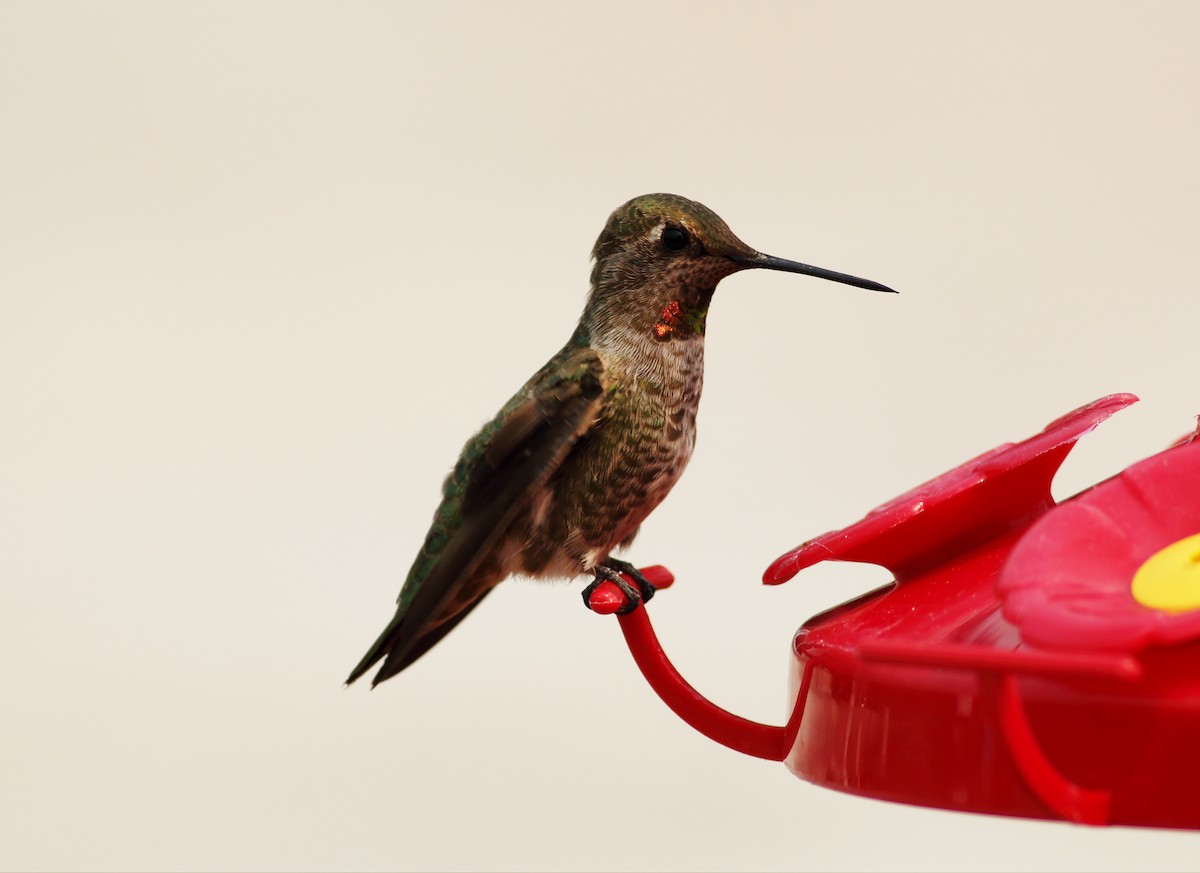 Anna's Hummingbird - ML32874641