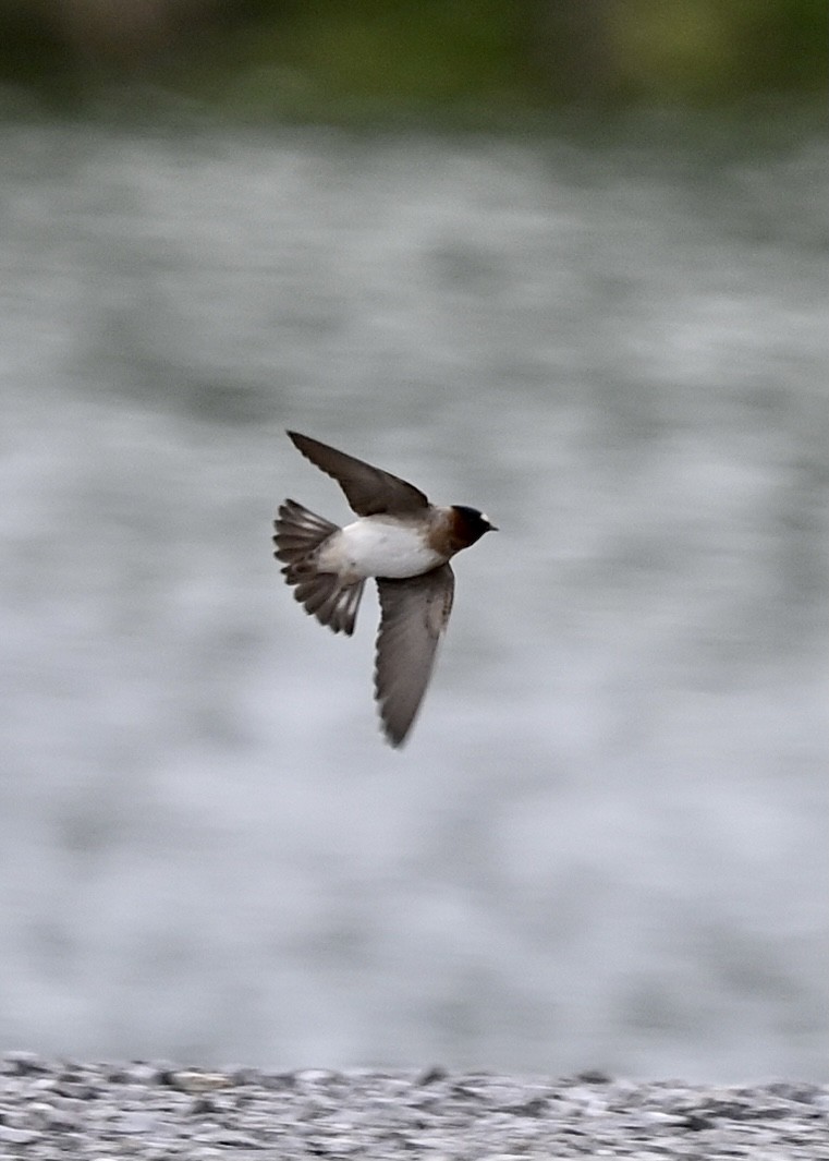 Northern Rough-winged Swallow - Joe Wujcik
