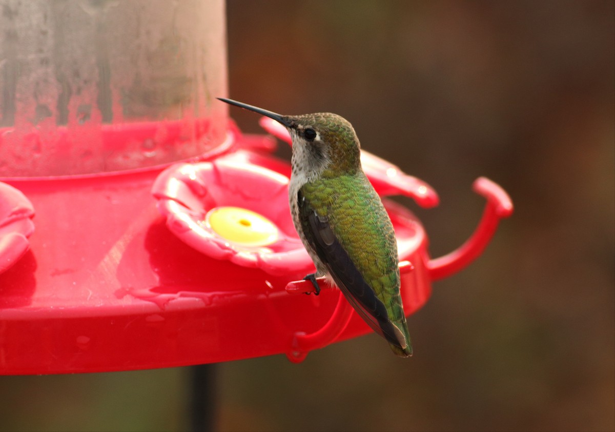 Anna's Hummingbird - ML32874671