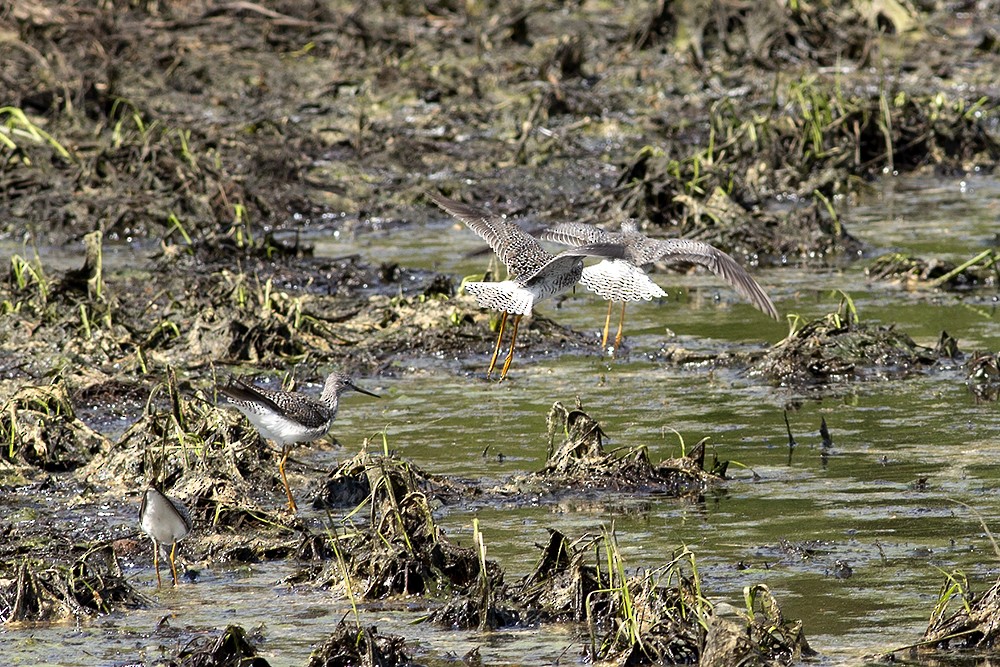 Lesser Yellowlegs - ML328746761