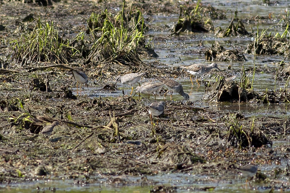 Lesser Yellowlegs - ML328746781