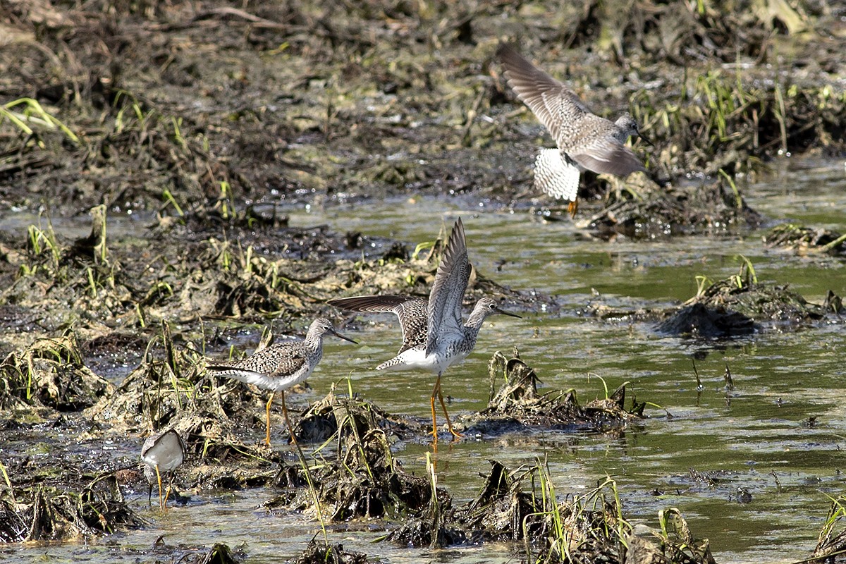 Lesser Yellowlegs - ML328746801