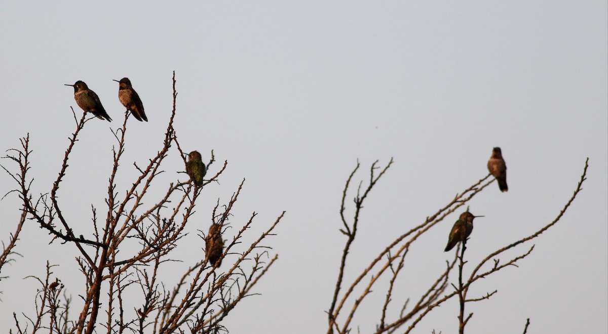 Anna's Hummingbird - Paul Fenwick