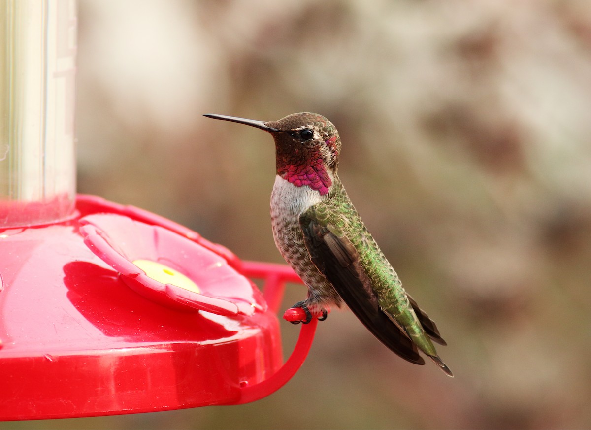 Anna's Hummingbird - Paul Fenwick