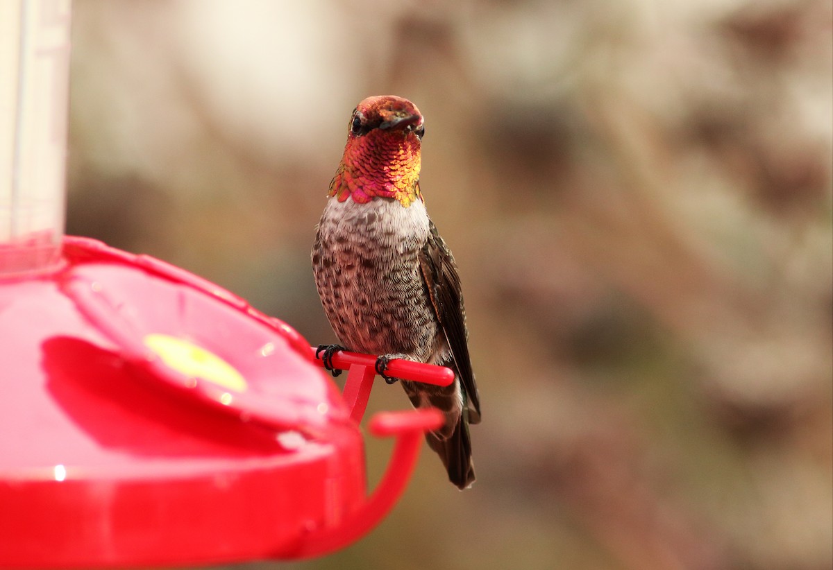 rødmaskekolibri - ML32874701