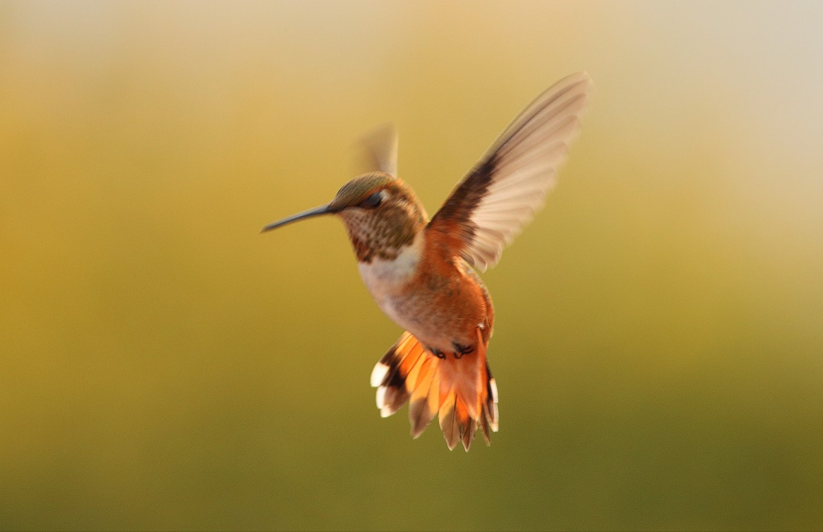 Rufous Hummingbird - ML32874901