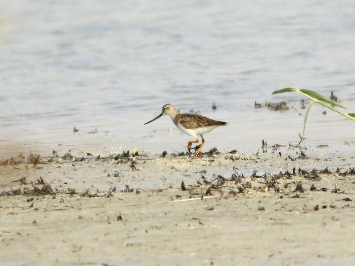 Terek Sandpiper - ML328749101