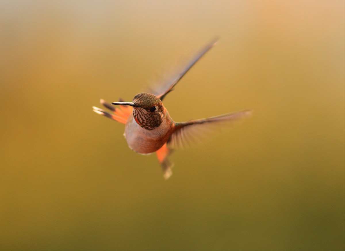 rødkolibri - ML32874921