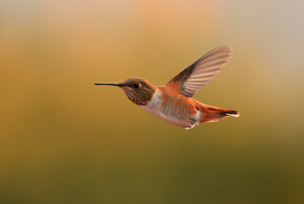 Rufous Hummingbird - ML32874931