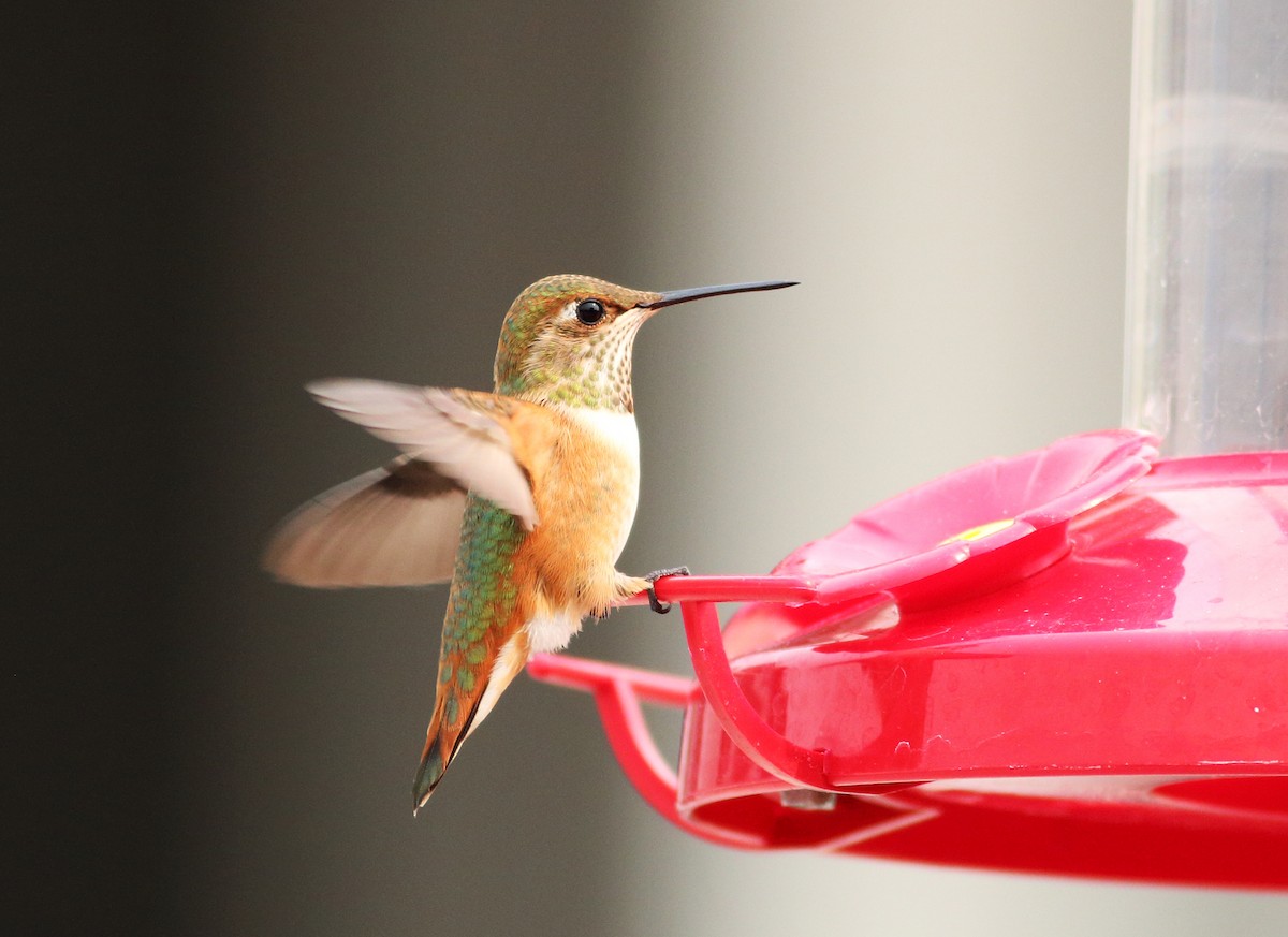 Rufous/Allen's Hummingbird - ML32875001