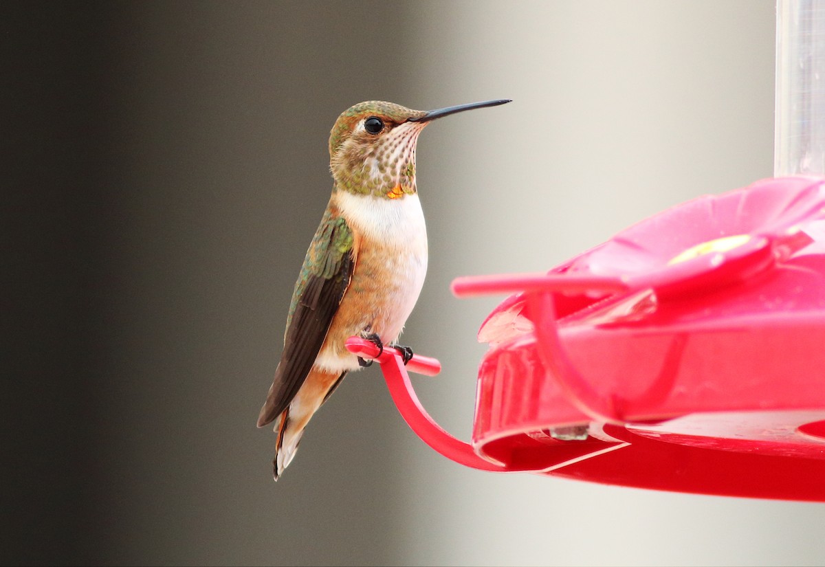 Rufous/Allen's Hummingbird - ML32875011