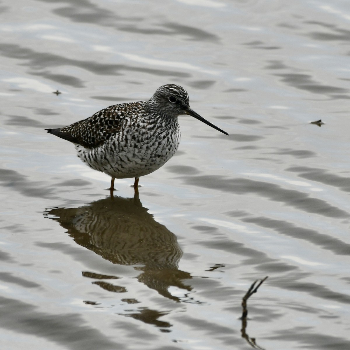 Greater Yellowlegs - Diane Nastase