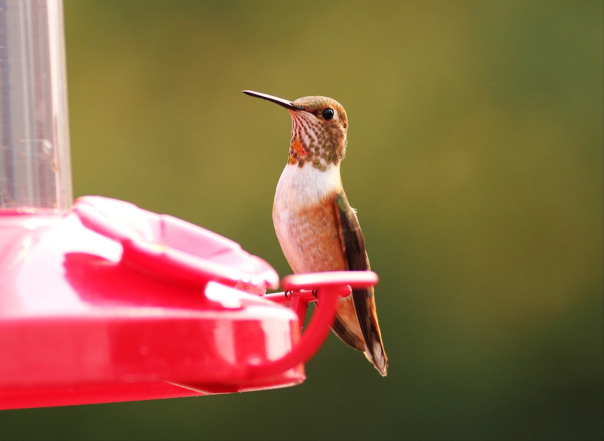 Rufous Hummingbird - ML32875041