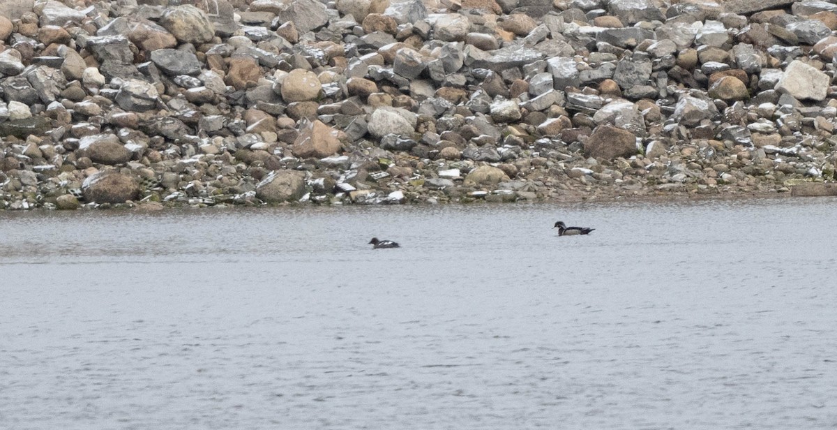 Wood Duck - ML328750461