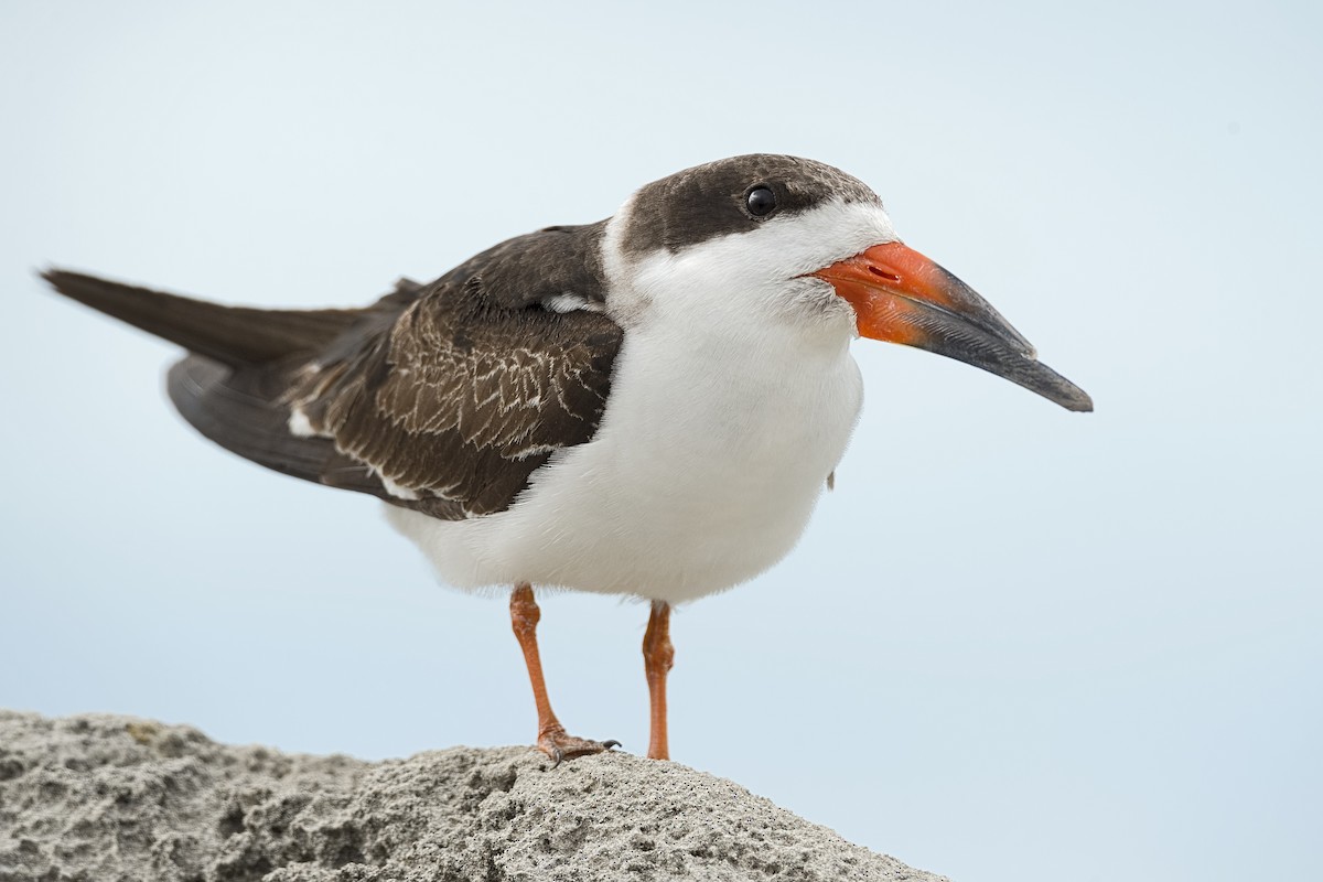 Black Skimmer - Tim White