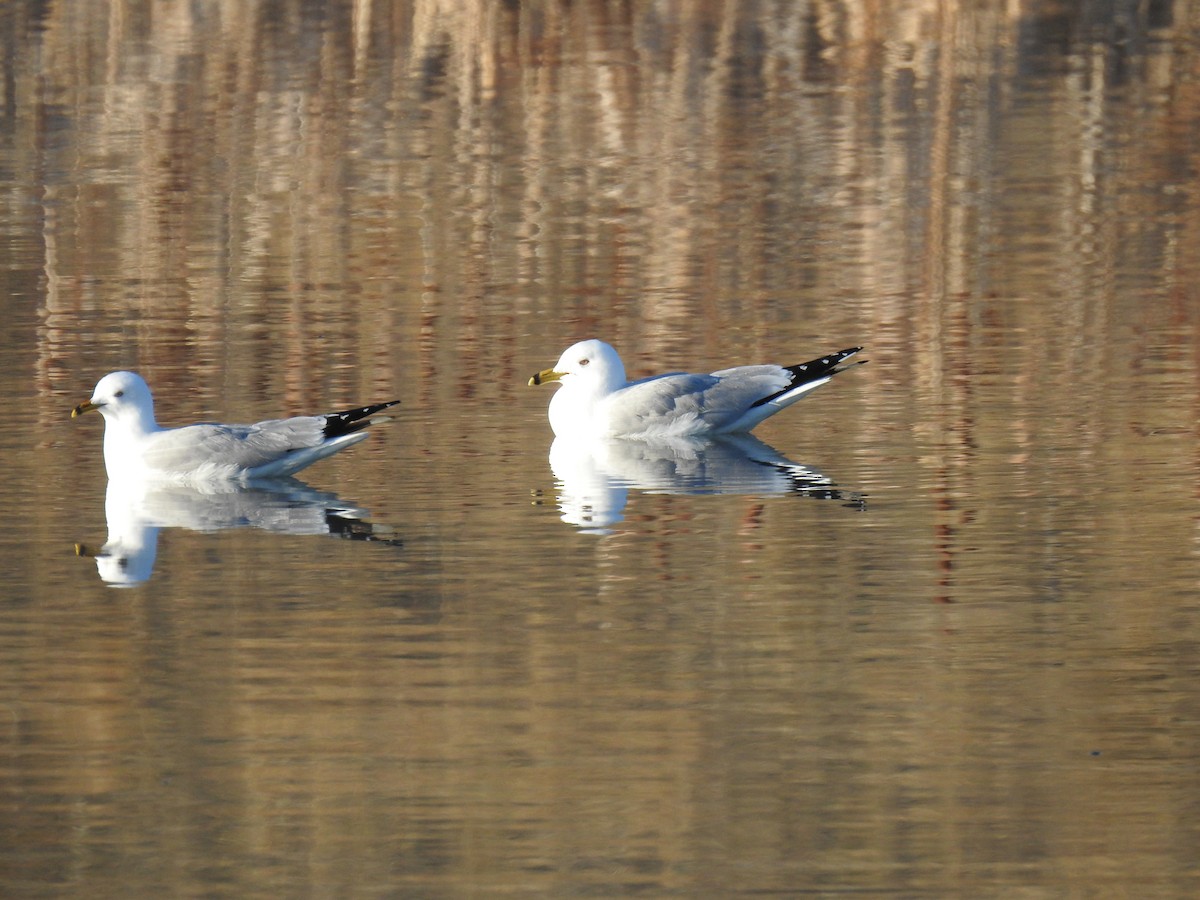 Ring-billed Gull - ML328752431