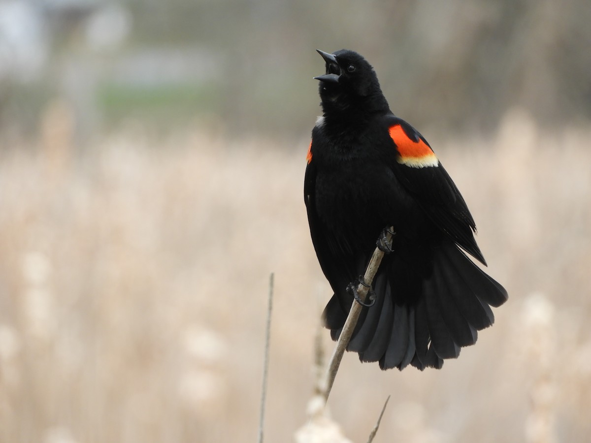 Red-winged Blackbird - Martha Adams