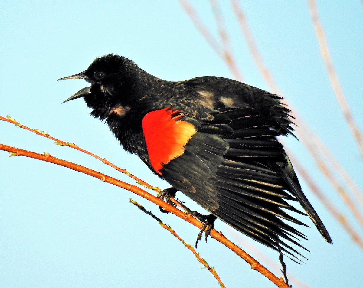 Red-winged Blackbird - ML328752611