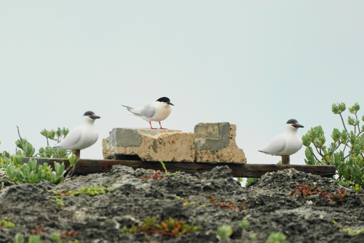 Roseate Tern - ML328752731