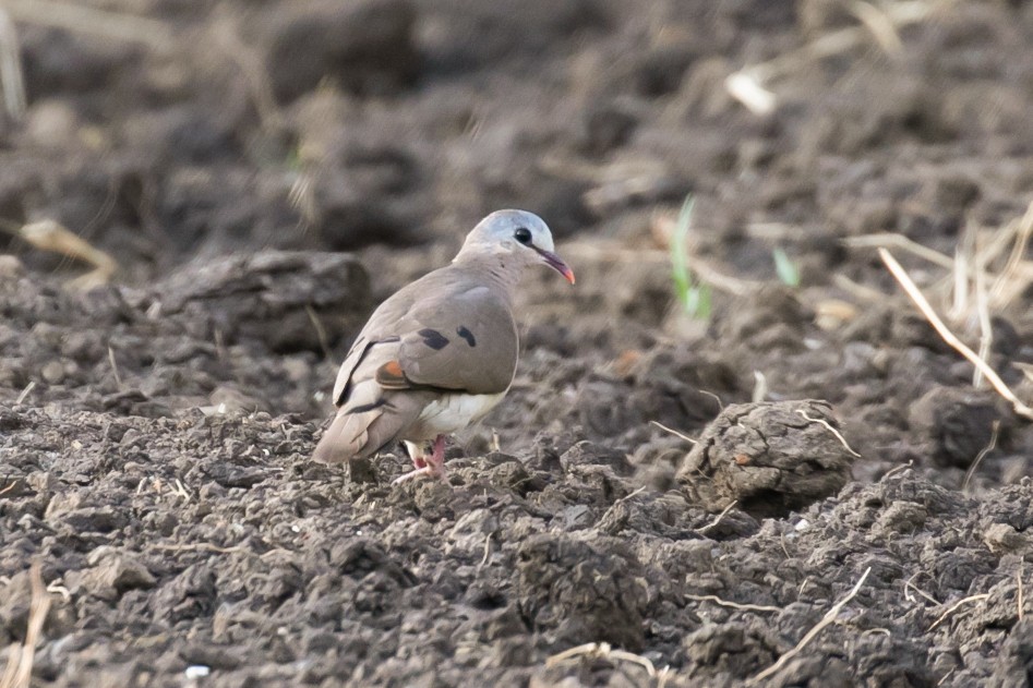 Blue-spotted Wood-Dove - ML328753211