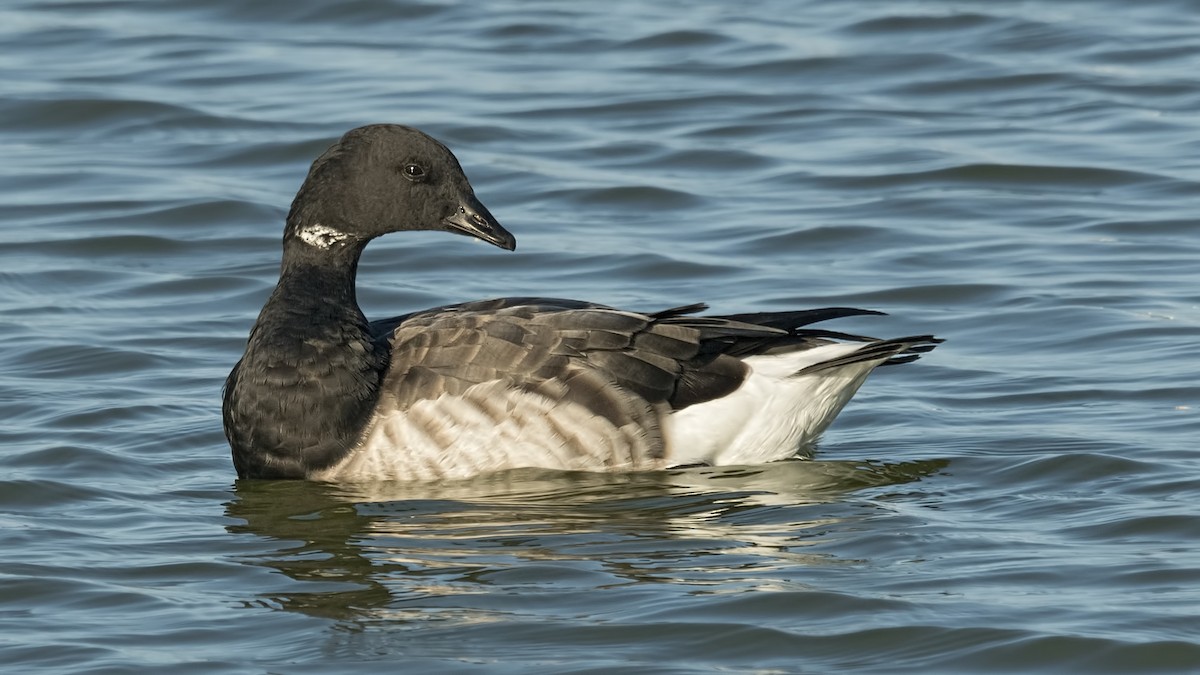 Brant - ML328753291