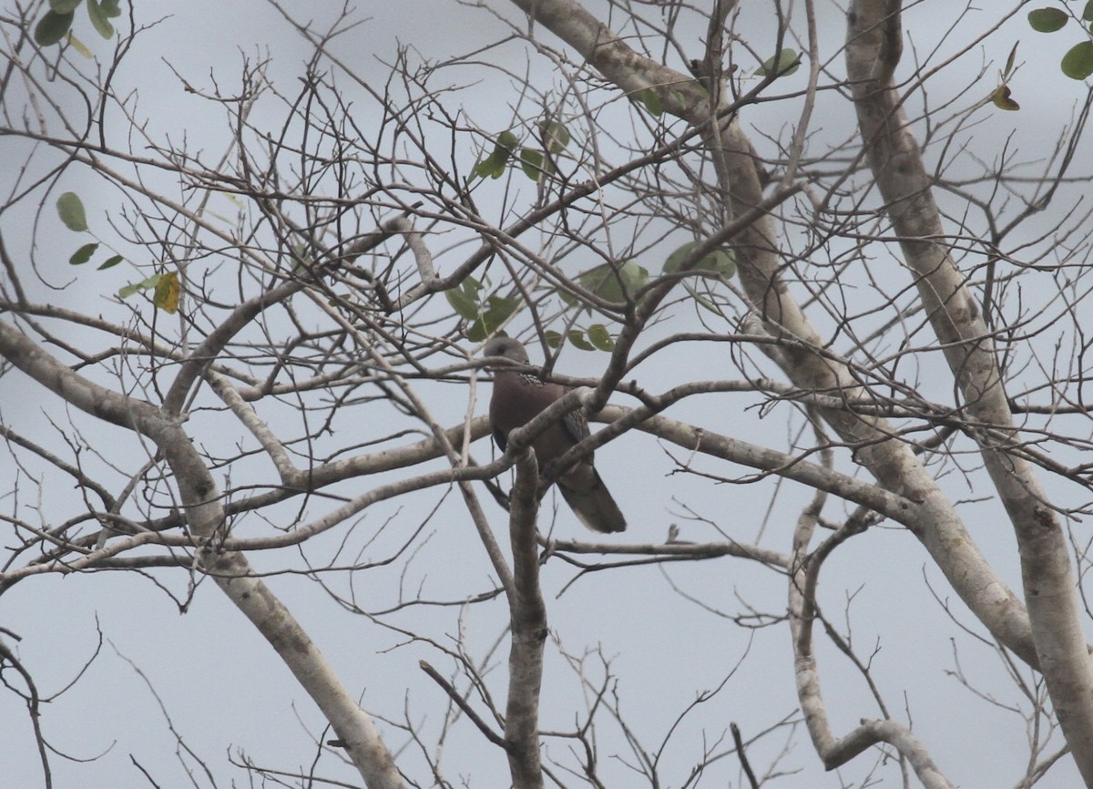 珠頸斑鳩 - ML328753821