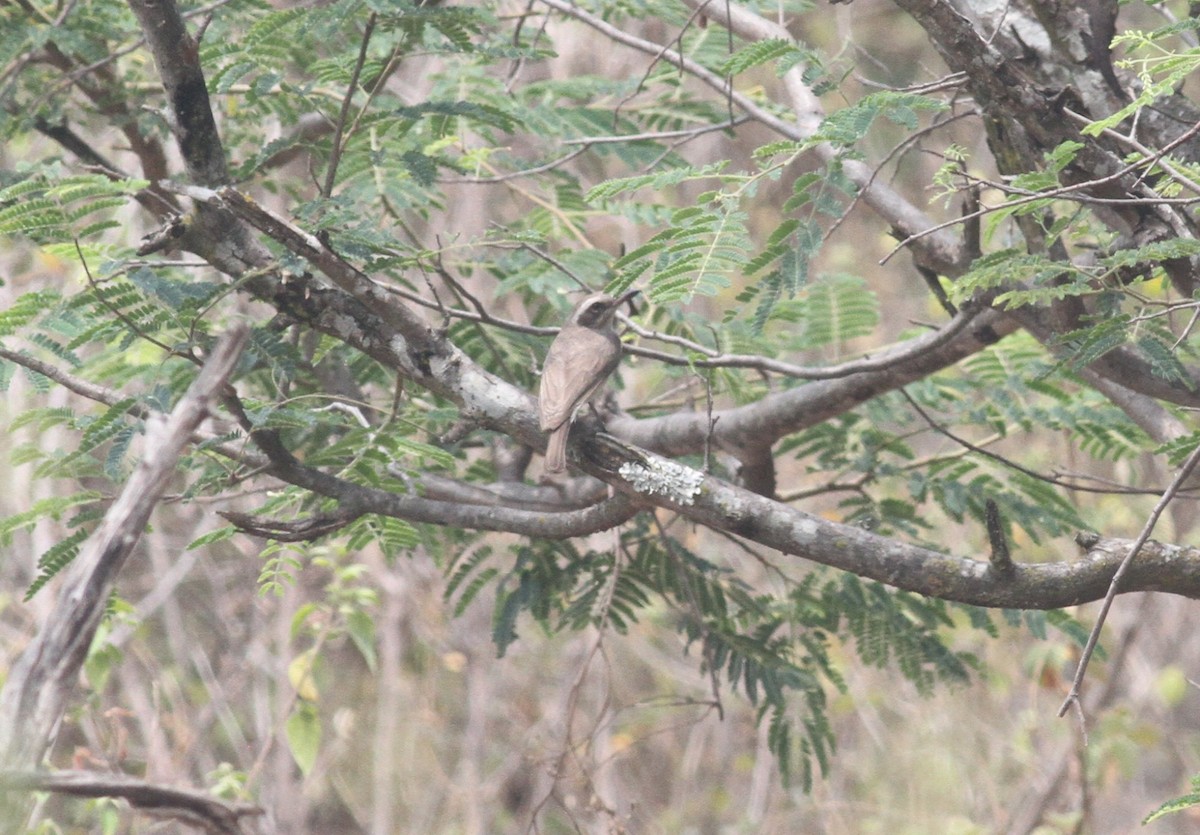 Common Woodshrike - ML328754251