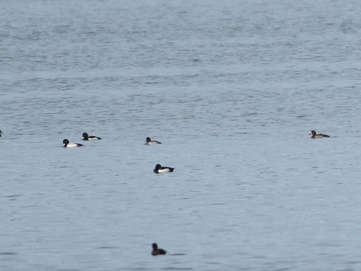 Greater Scaup - ML328754501
