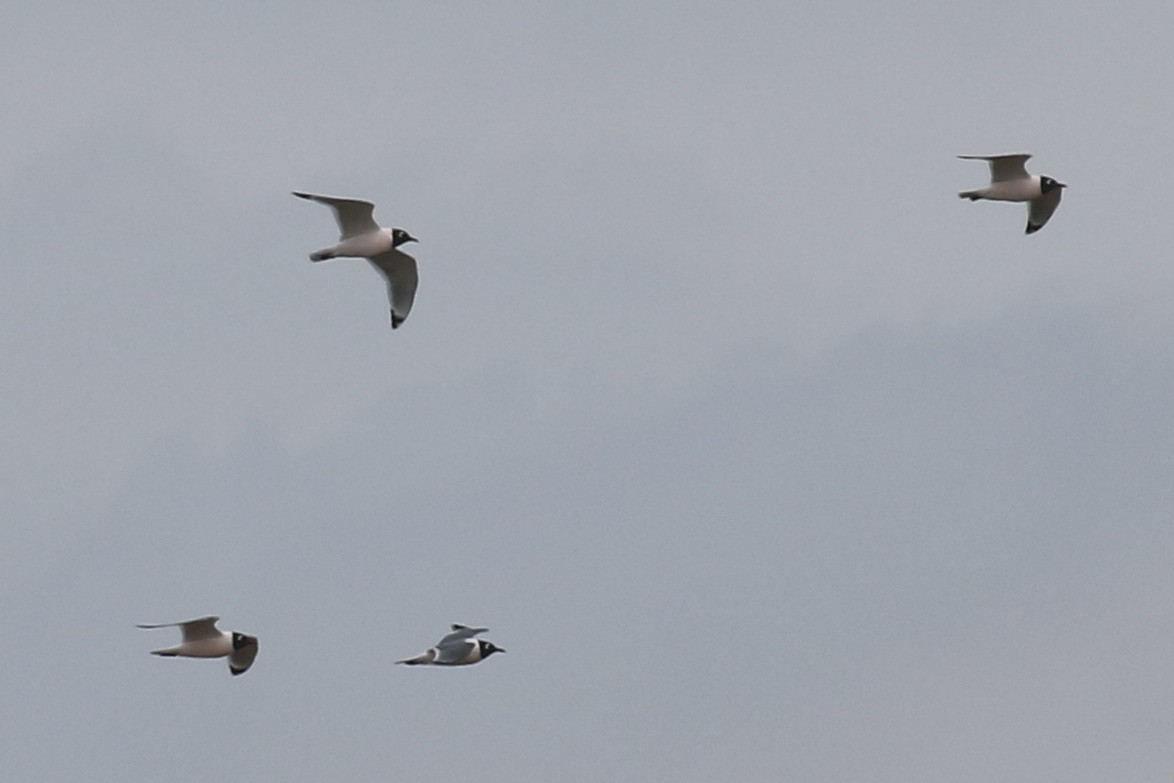 Franklin's Gull - Dan Jones