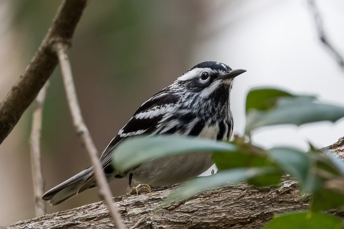 Black-and-white Warbler - ML328756431