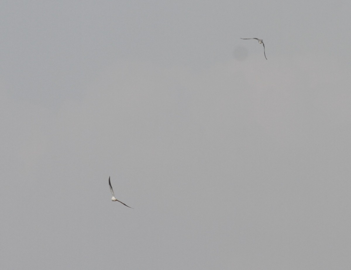 Black-winged Kite - ML328756561