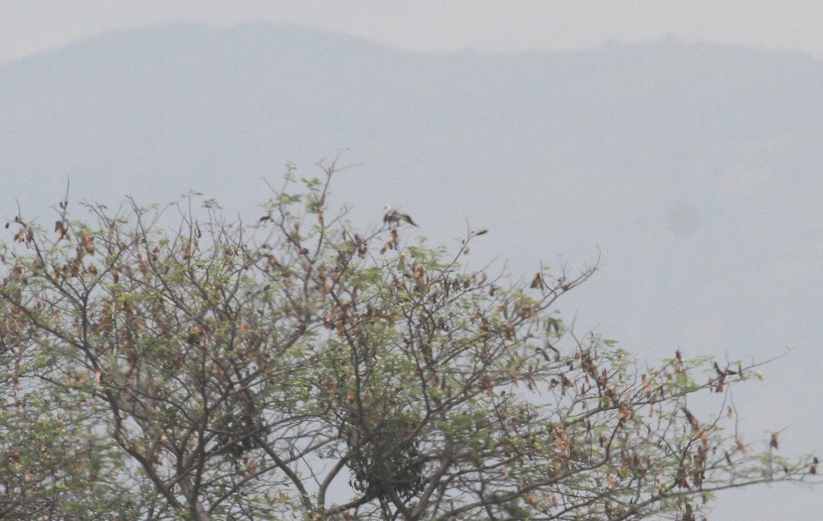 Black-winged Kite - ML328756581