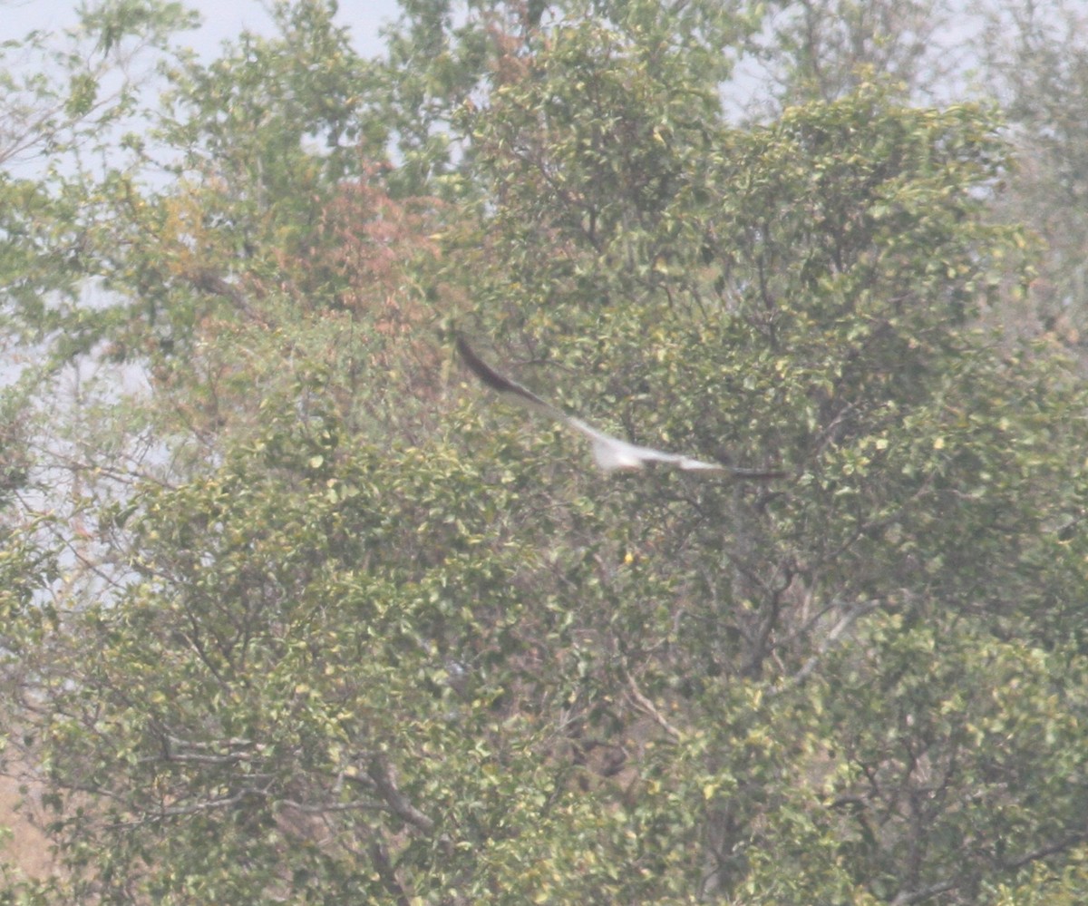 Black-winged Kite - ML328756641