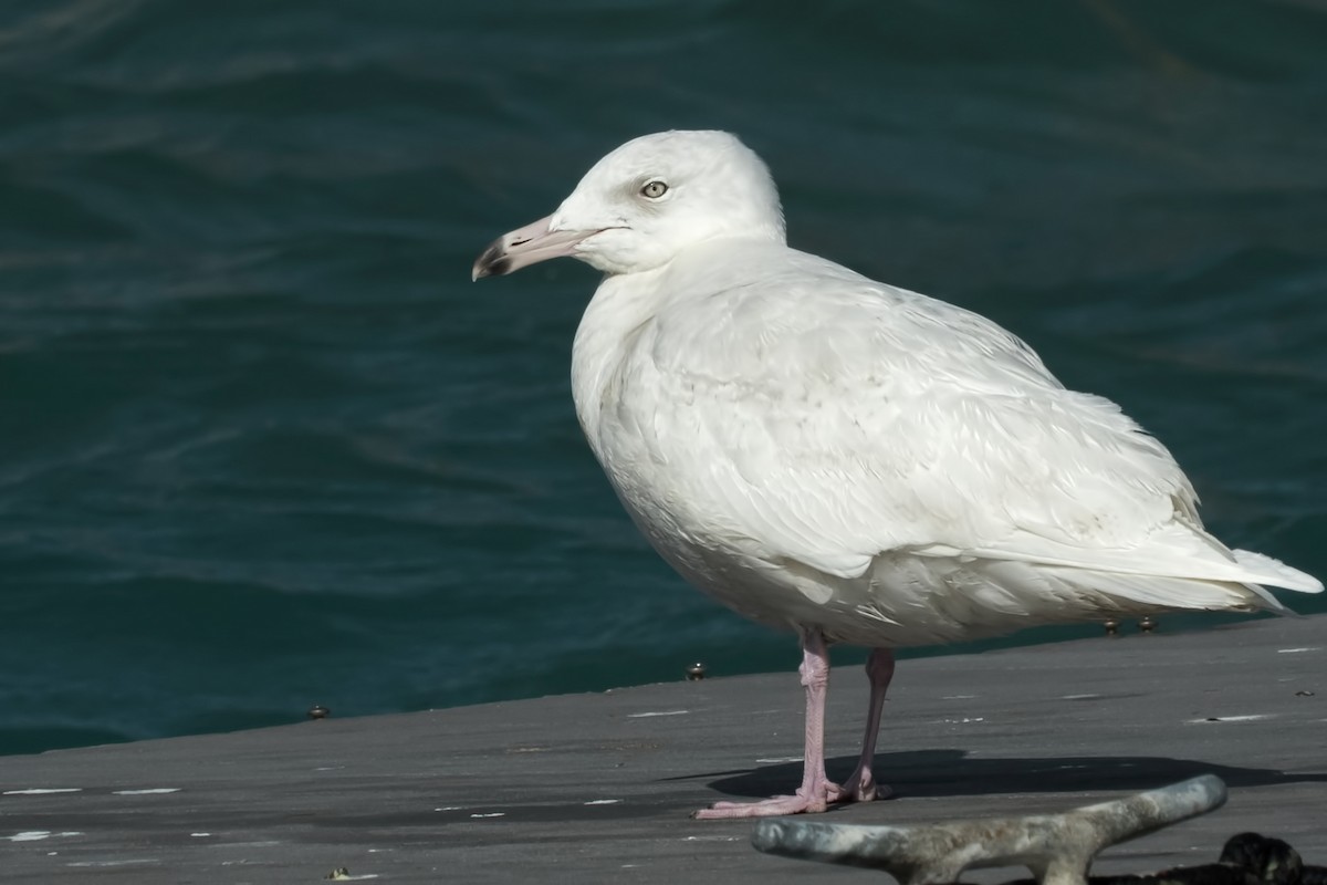 Glaucous Gull - Tim White