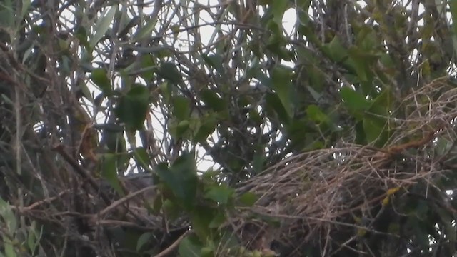 Black-winged Kite - ML328758231