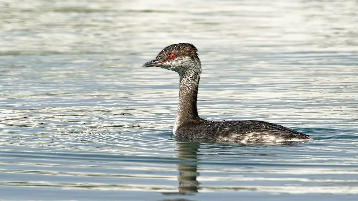 Horned Grebe - Tim White