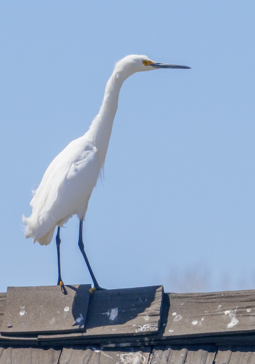 Snowy Egret - ML328758881