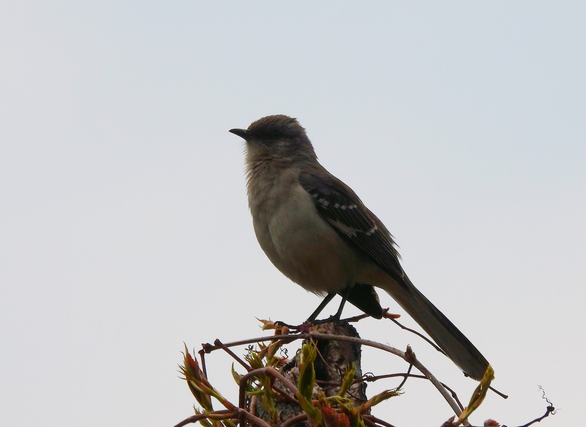 Northern Mockingbird - Michael Bruno