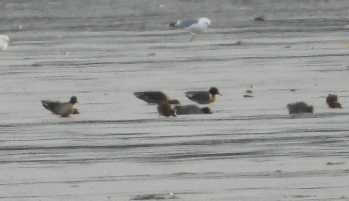 Green-winged Teal (American) - ML328762201