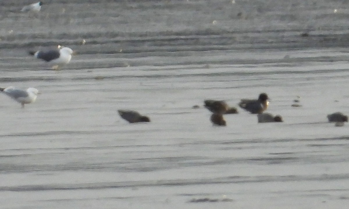 čírka obecná (ssp. carolinensis) - ML328762251