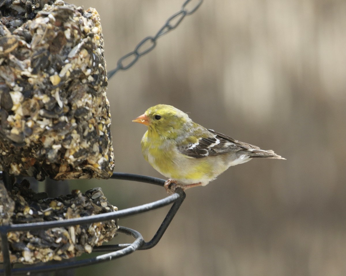 American Goldfinch - Mickey Dyke