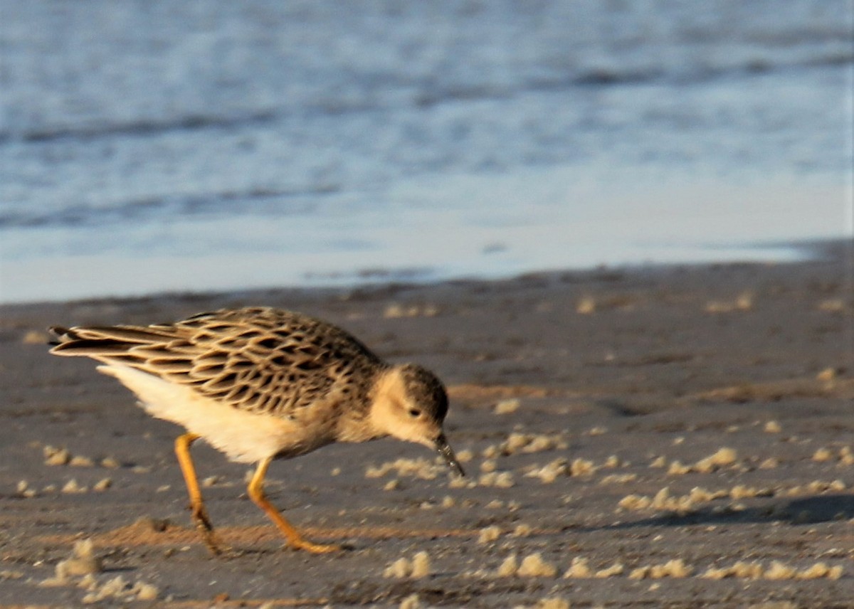 Buff-breasted Sandpiper - ML328764771