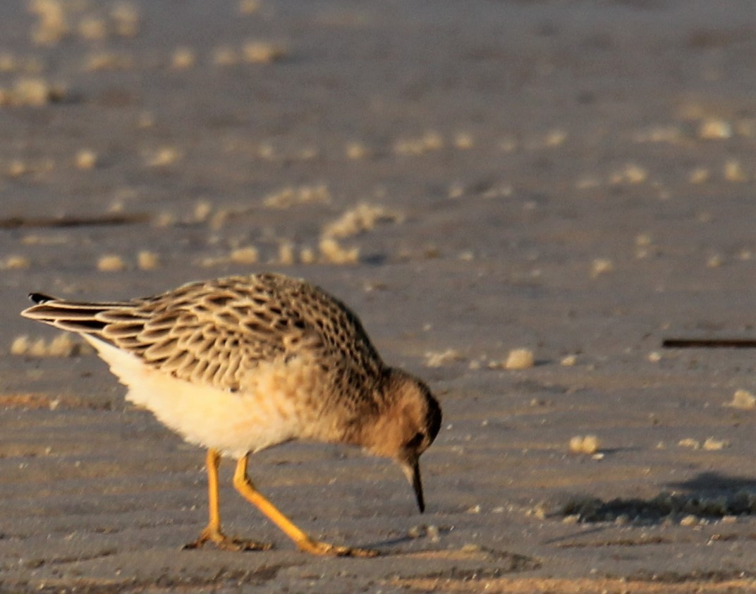 Buff-breasted Sandpiper - ML328764781