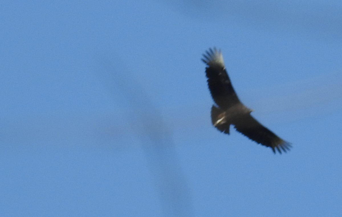 Black Vulture - ML328766841