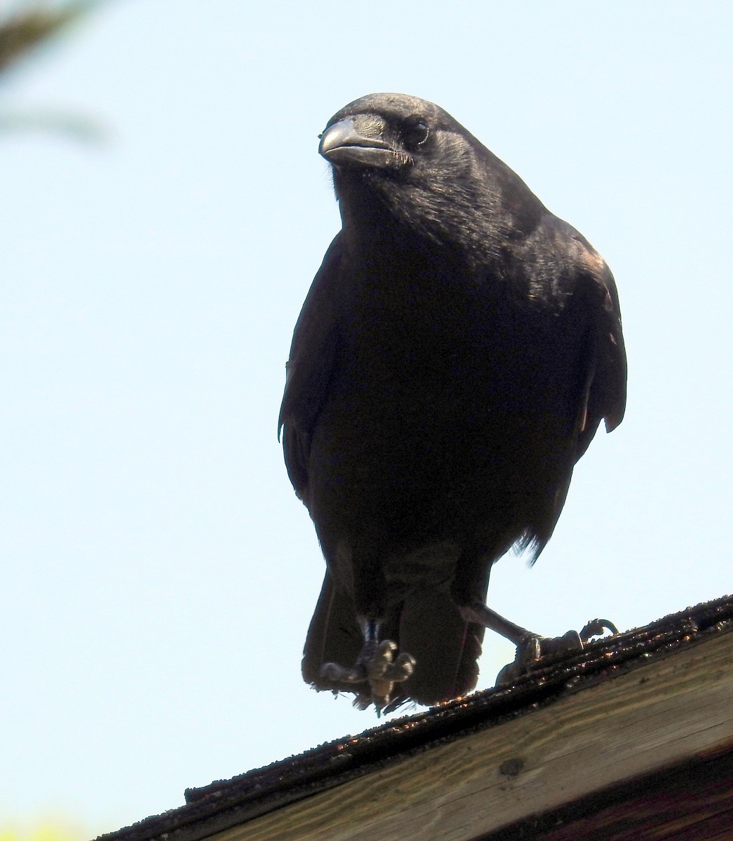 Fish Crow - ML328767091